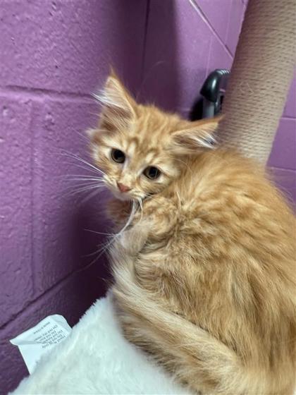 Simone Biles, an adoptable Domestic Long Hair, Domestic Short Hair in Hutchinson, KS, 67504 | Photo Image 3