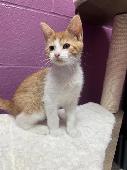 Shaun White, an adoptable Domestic Short Hair in Hutchinson, KS, 67504 | Photo Image 1