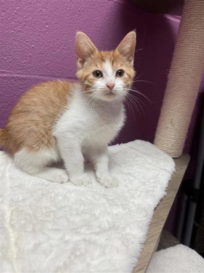Shaun White, an adoptable Domestic Short Hair in Hutchinson, KS, 67504 | Photo Image 2