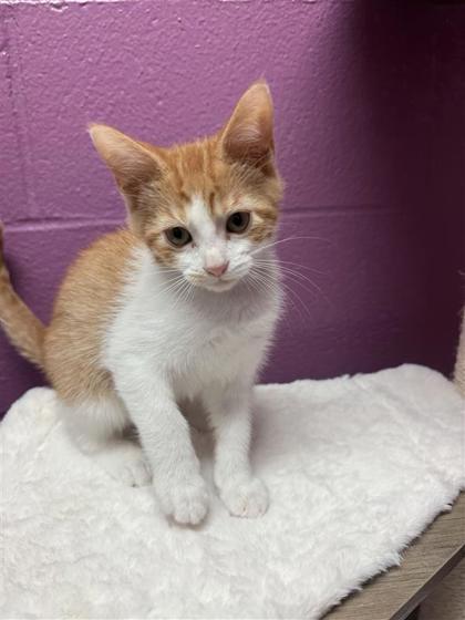 Shaun White, an adoptable Domestic Short Hair in Hutchinson, KS, 67504 | Photo Image 3