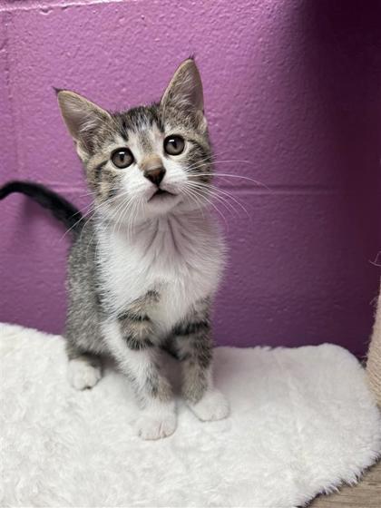 Dustin, an adoptable Domestic Short Hair in Hutchinson, KS, 67504 | Photo Image 1