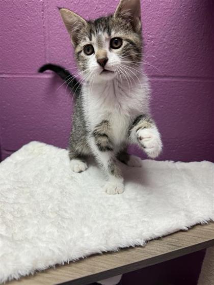 Dustin, an adoptable Domestic Short Hair in Hutchinson, KS, 67504 | Photo Image 2
