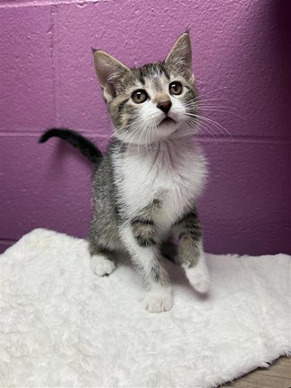 Dustin, an adoptable Domestic Short Hair in Hutchinson, KS, 67504 | Photo Image 3