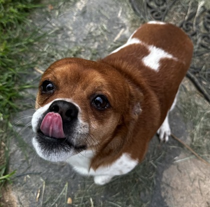 Scoot