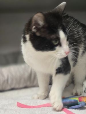 Cupcake, Adult Female Domestic Short Hair