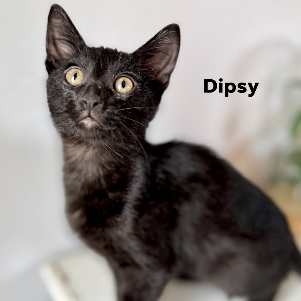 Dipsy