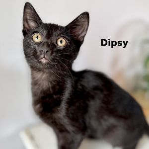 Dipsy, Baby Male Domestic Short Hair