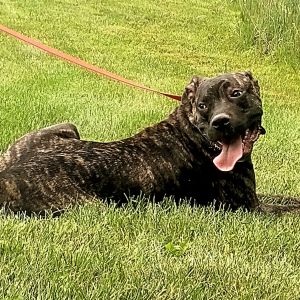 Queenie, Young Female Cane Corso