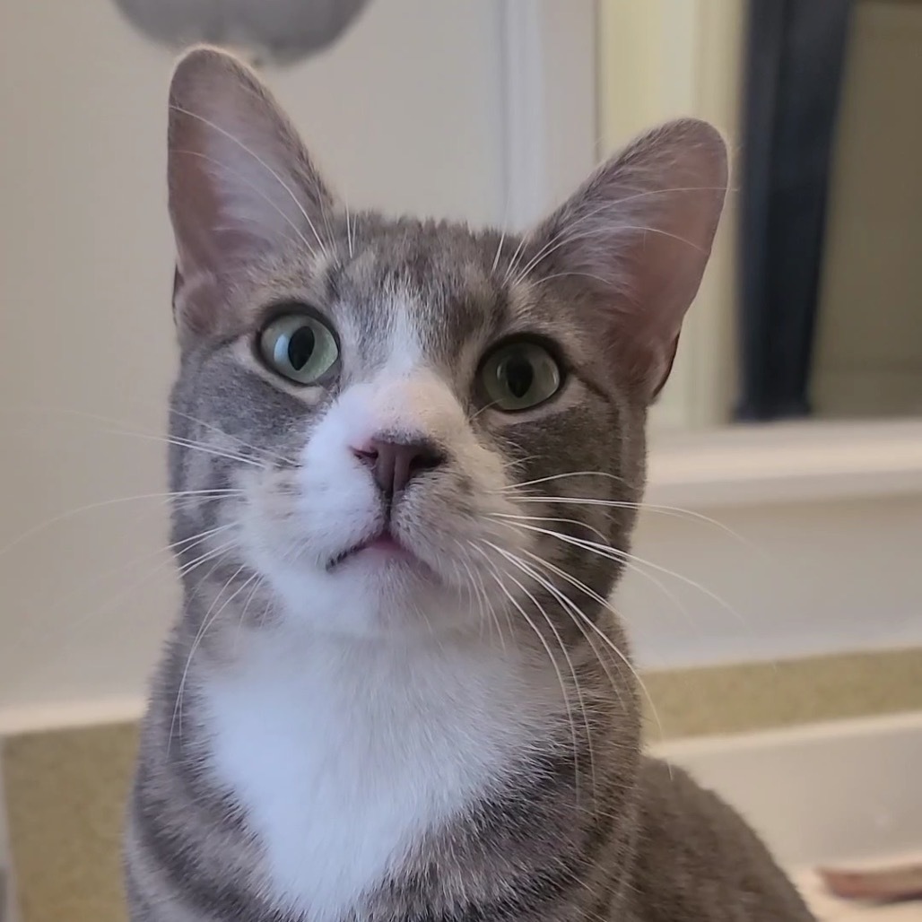 Ollie