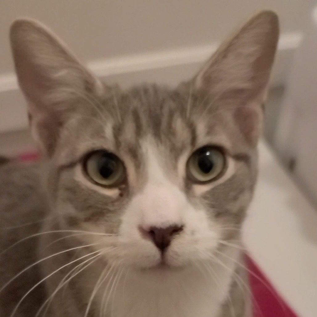 Ollie