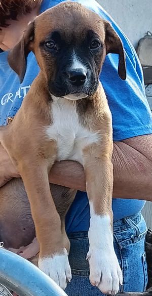 Tootsie, Young Female Boxer