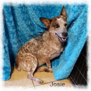 Josie, Baby Female unknown