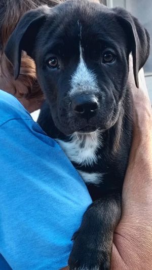 Titan, Baby Male Labrador Retriever