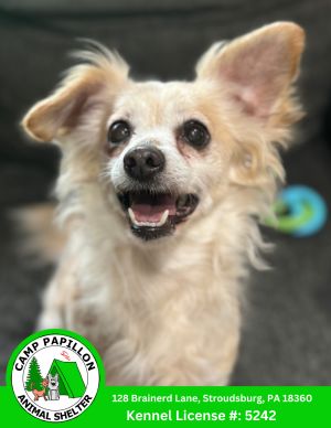 Chili, Senior Female Chihuahua