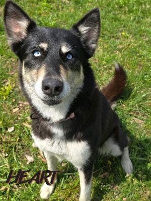 Meadow, Adult Female Siberian Husky