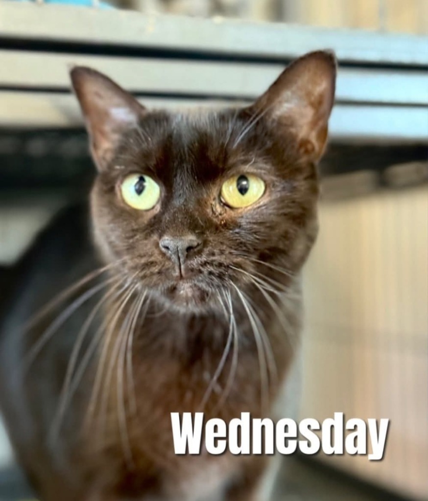 Wednesday, an adoptable Burmese in Bossier City, LA, 71111 | Photo Image 1