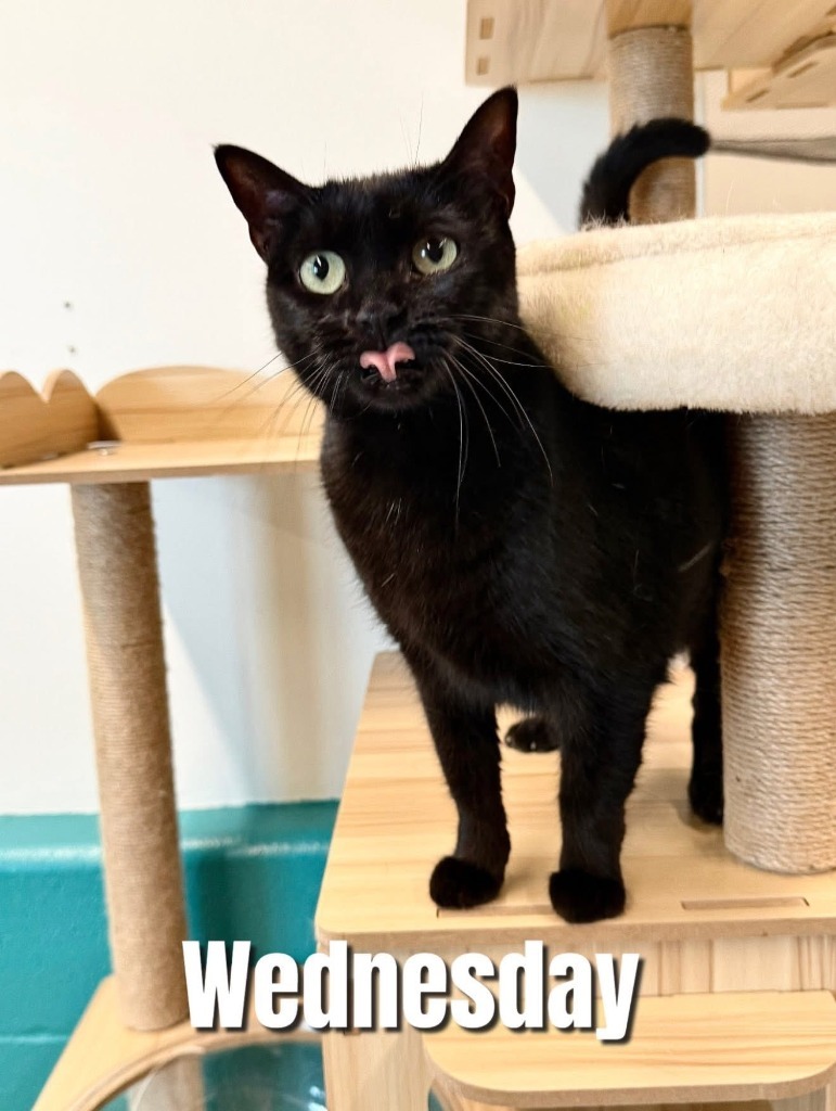 Wednesday, an adoptable Burmese in Bossier City, LA, 71111 | Photo Image 1
