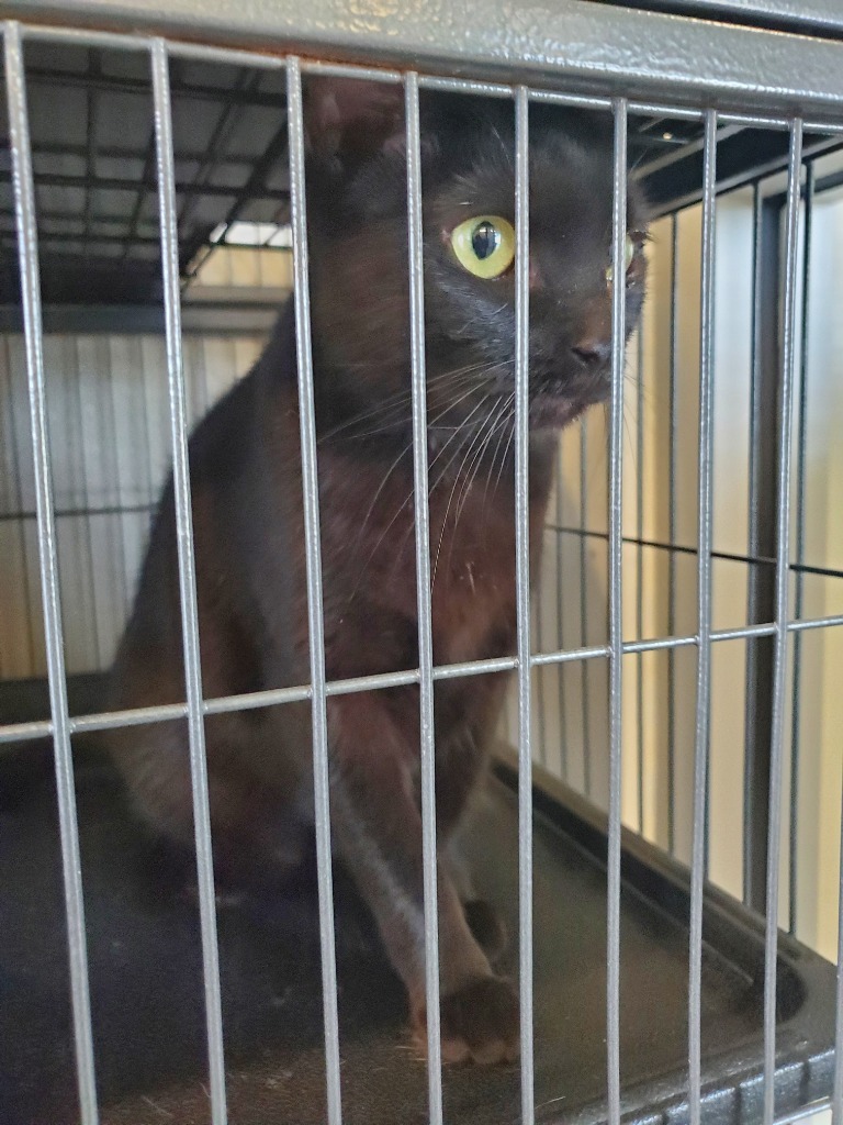 Wednesday, an adoptable Burmese in Bossier City, LA, 71111 | Photo Image 2