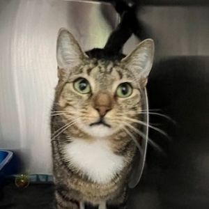 Sassy Lady, Young Female Domestic Short Hair