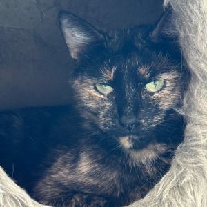 Faline, Adult Female Domestic Short Hair