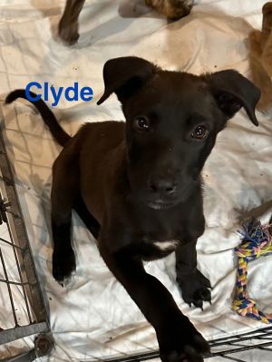 Clyde, Baby Male Great Dane