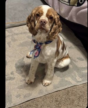 Louie, Young Male Cocker Spaniel