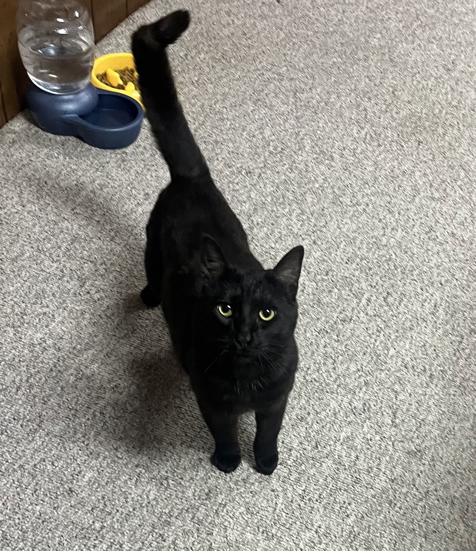 Russell, an adoptable Domestic Short Hair in Traverse City, MI, 49686 | Photo Image 1