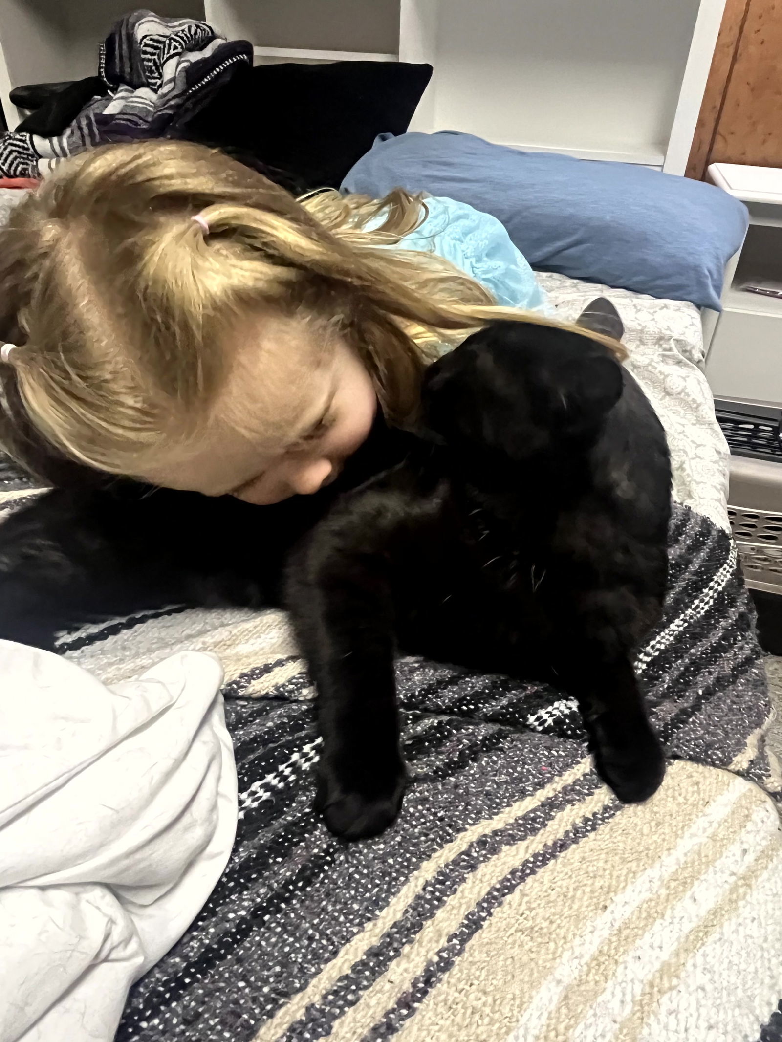 Russell, an adoptable Domestic Short Hair in Traverse City, MI, 49686 | Photo Image 2