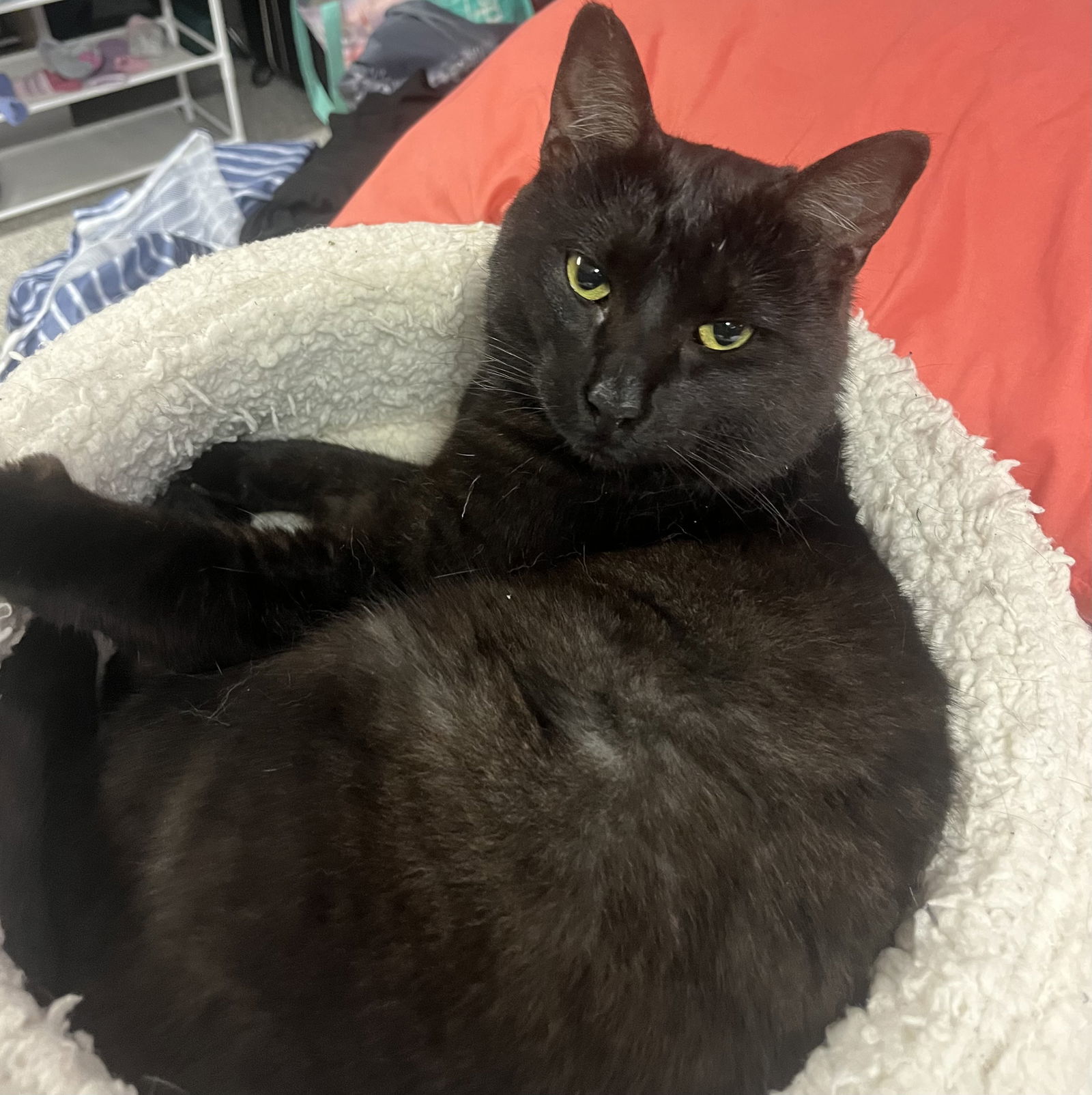 Russell, an adoptable Domestic Short Hair in Traverse City, MI, 49686 | Photo Image 3