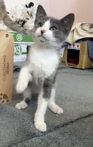 Grayson, Baby Male Tabby