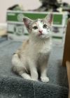 Precious (bonded w/ Patches) photo 1