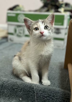 Precious (bonded w/ Patches), Baby Female Calico