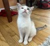Precious (bonded w/ Patches) photo 2