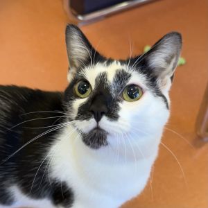 Hi there my name is Sky I am a 1 year old medium size domestic short hair spayed female cat