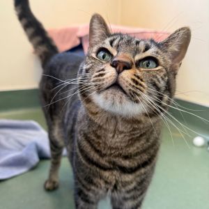 Hiya my name is Oliver I am a 1 year old large size domestic short hair neutered male I am