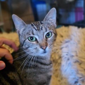 Figgy Puddin Domestic Short Hair Cat