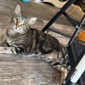 Figgy Puddin Domestic Short Hair Cat