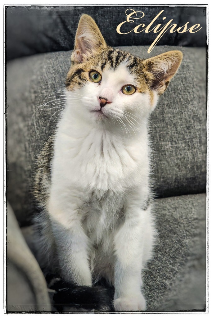 Eclipse, an adoptable Domestic Short Hair in Gold Beach, OR, 97444 | Photo Image 1