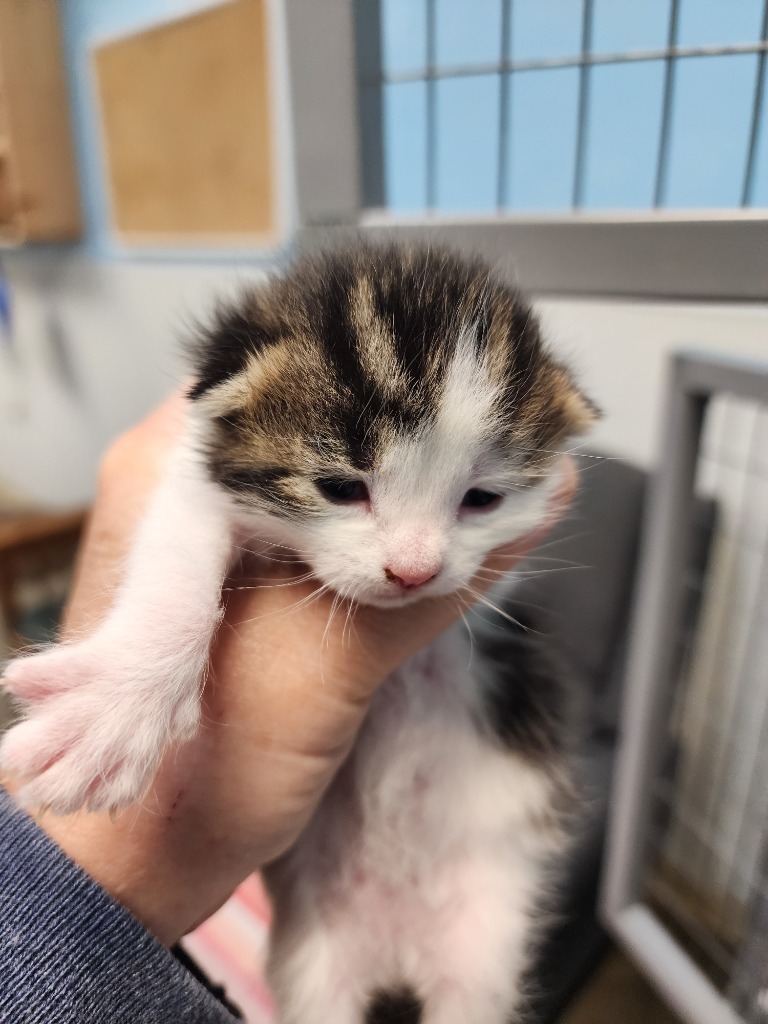 Eclipse, an adoptable Domestic Short Hair in Gold Beach, OR, 97444 | Photo Image 2