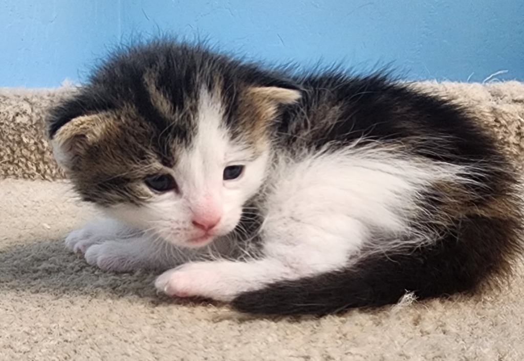 Eclipse, an adoptable Domestic Short Hair in Gold Beach, OR, 97444 | Photo Image 3