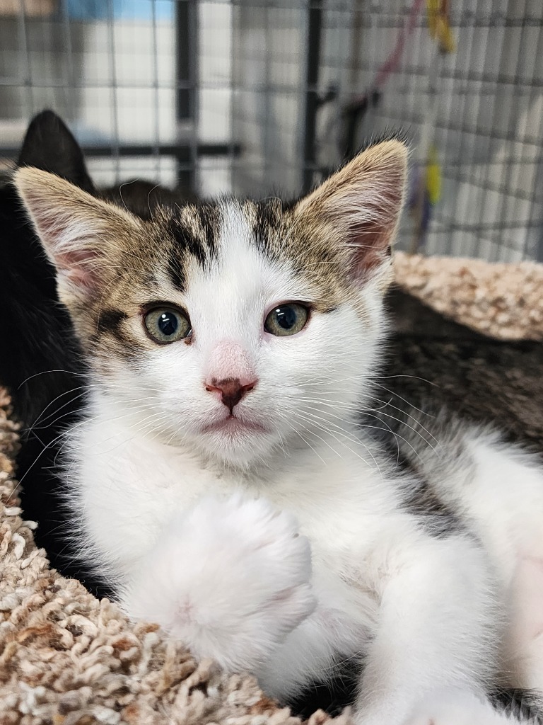 Eclipse, an adoptable Domestic Short Hair in Gold Beach, OR, 97444 | Photo Image 4