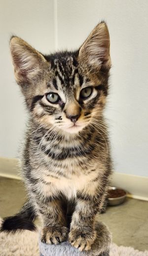 Void, Baby Male Domestic Short Hair