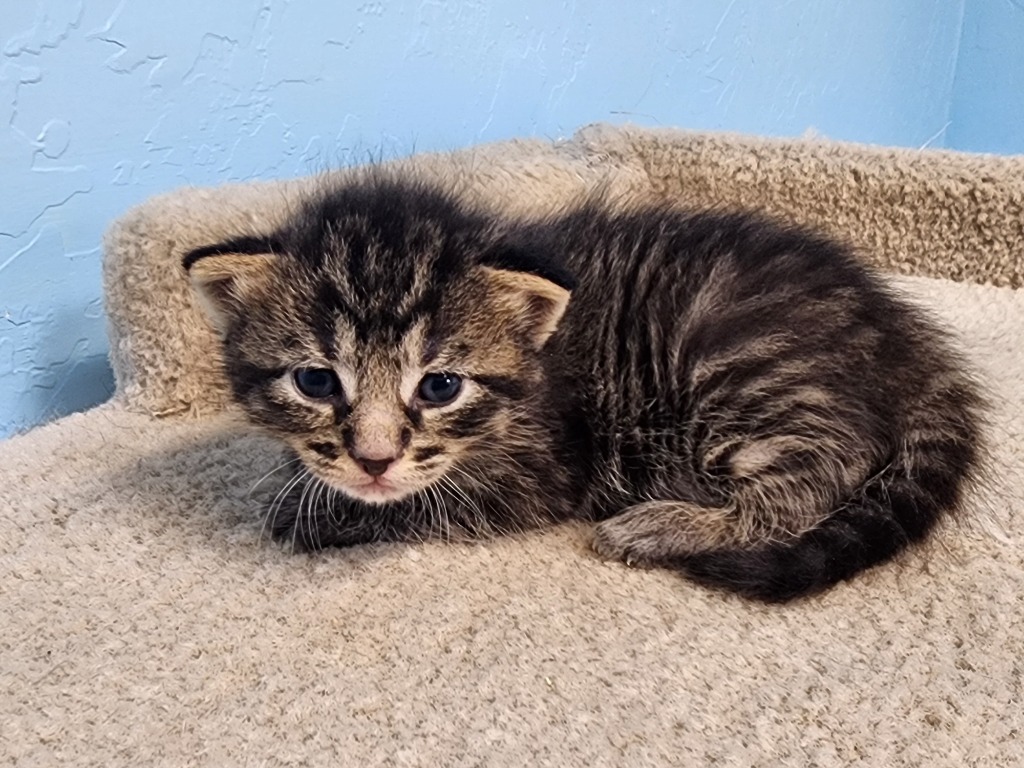 Void, an adoptable Domestic Short Hair in Gold Beach, OR, 97444 | Photo Image 2