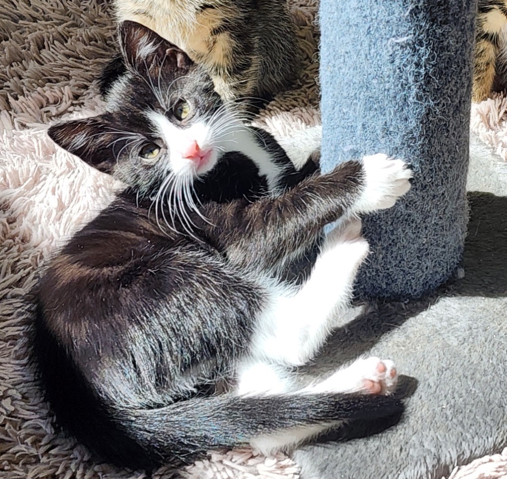 Quasar, an adoptable Domestic Short Hair in Gold Beach, OR, 97444 | Photo Image 1