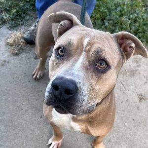 Rocky, Adult Male Pit Bull Terrier