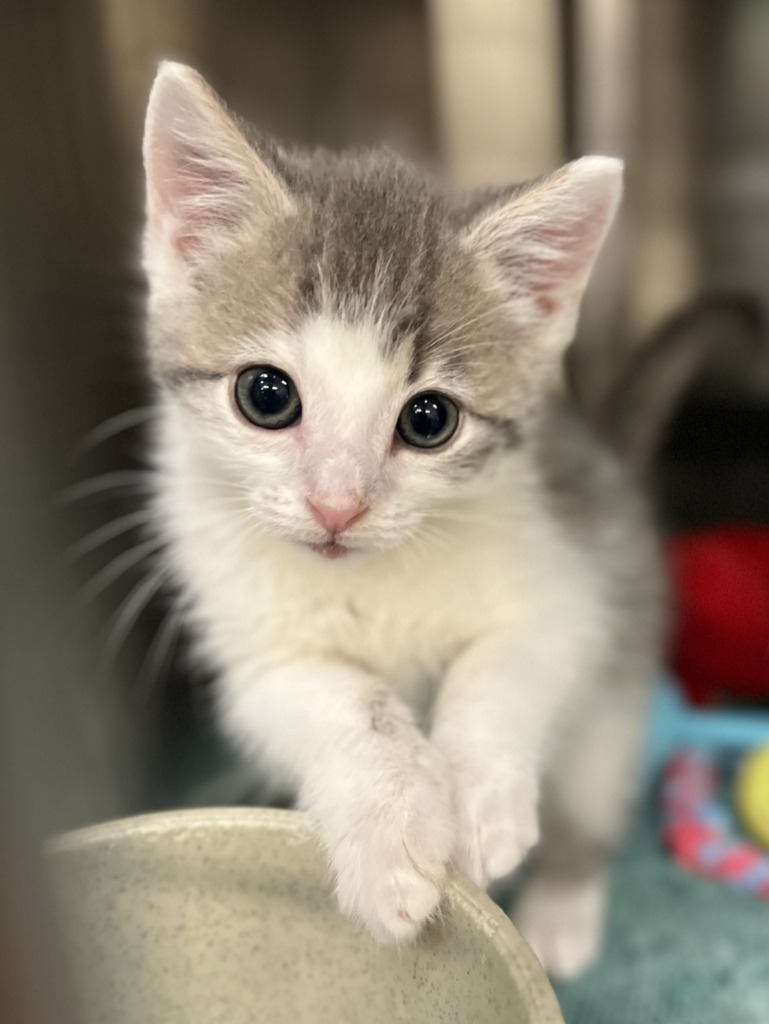 Peeta