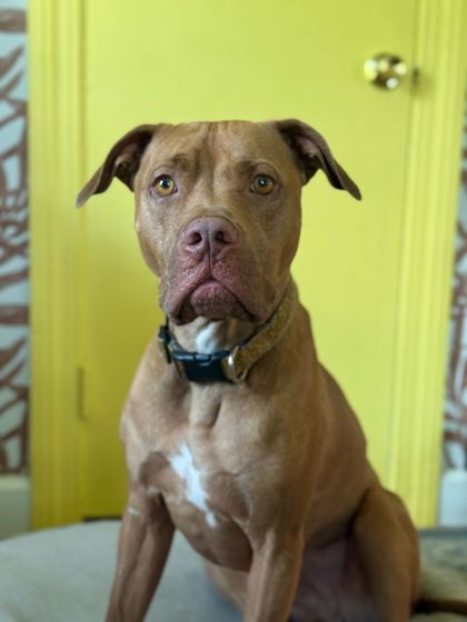 Glizzy, an adoptable Pit Bull Terrier, Vizsla in Louisville, KY, 40245 | Photo Image 1
