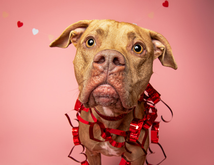 Glizzy, an adoptable Pit Bull Terrier, Vizsla in Louisville, KY, 40245 | Photo Image 2