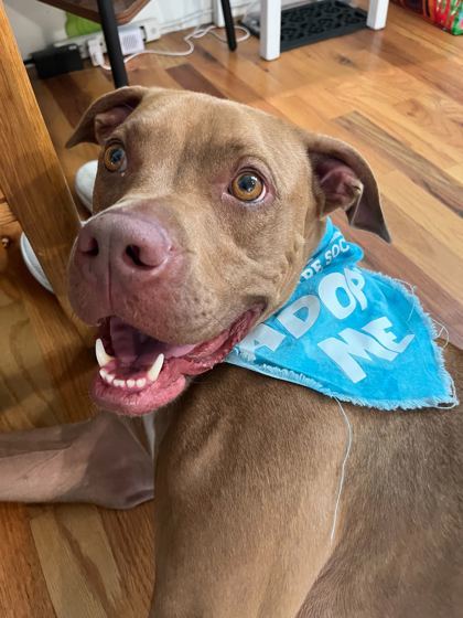 Glizzy, an adoptable Pit Bull Terrier, Vizsla in Louisville, KY, 40245 | Photo Image 3