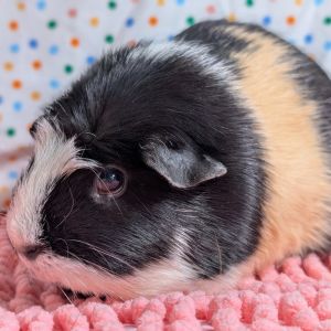 Piglet, Senior Female Guinea Pig